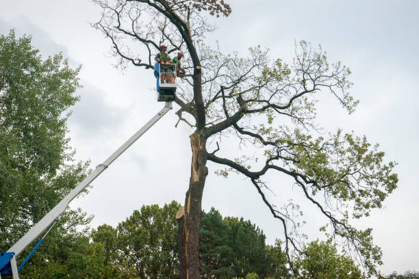 Best Best Tree Removal Services  in USA